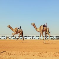 نزع ملكية أراضي مهرجان الجنادرية وميدان الفروسية: بين التطوير الحضري والحفاظ على التراث الثقافي